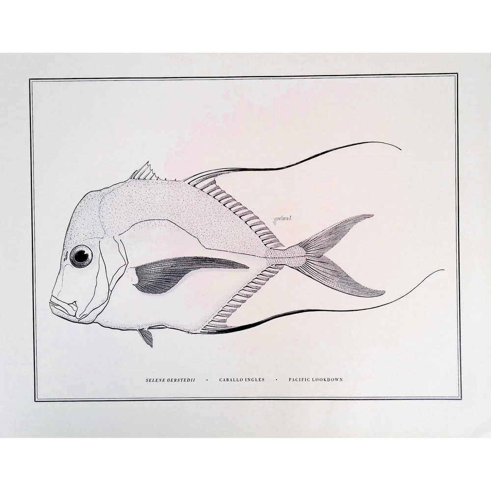 1985 Pacific Lookdown Fish Wall Art Print J Orellana Vintage Book Plate 11x14